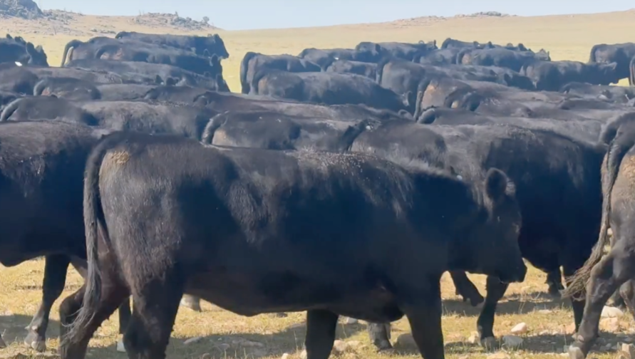84 hd of Black angus and black baldy -BH828E5
